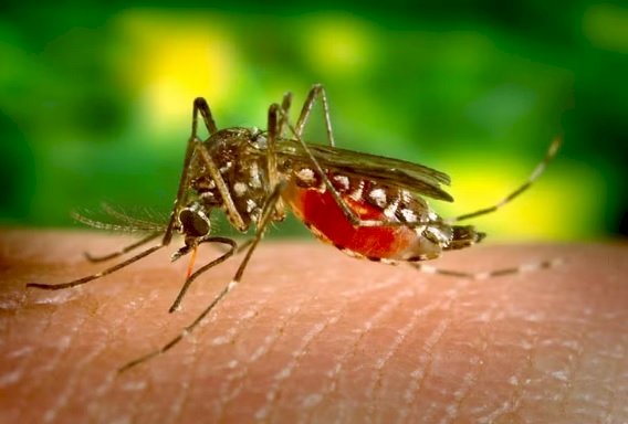 SÁUDE: Sobe para 17 número de mortes por dengue na Bahia; mais de 270 cidades estão em epidemia