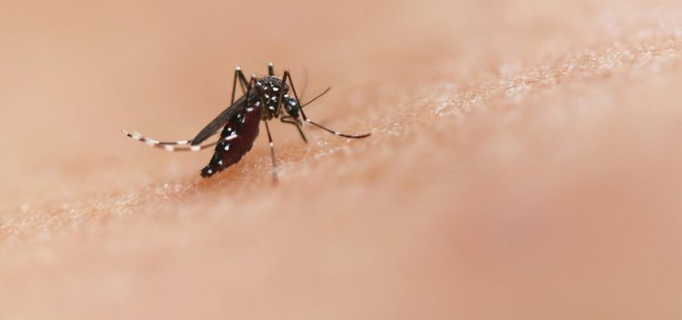 Dengue na Bahia: sobe para 27 o número de mortos por dengue