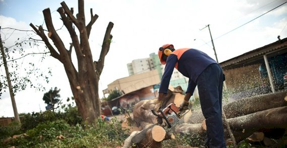Prefeitura de S. A. de Jesus esclarece motivos técnicos da poda de árvores